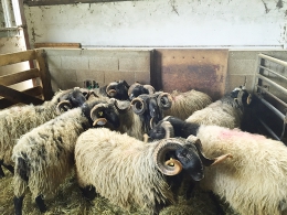 Béliers du Centre départemental d'élevage ovin d'Ordiap